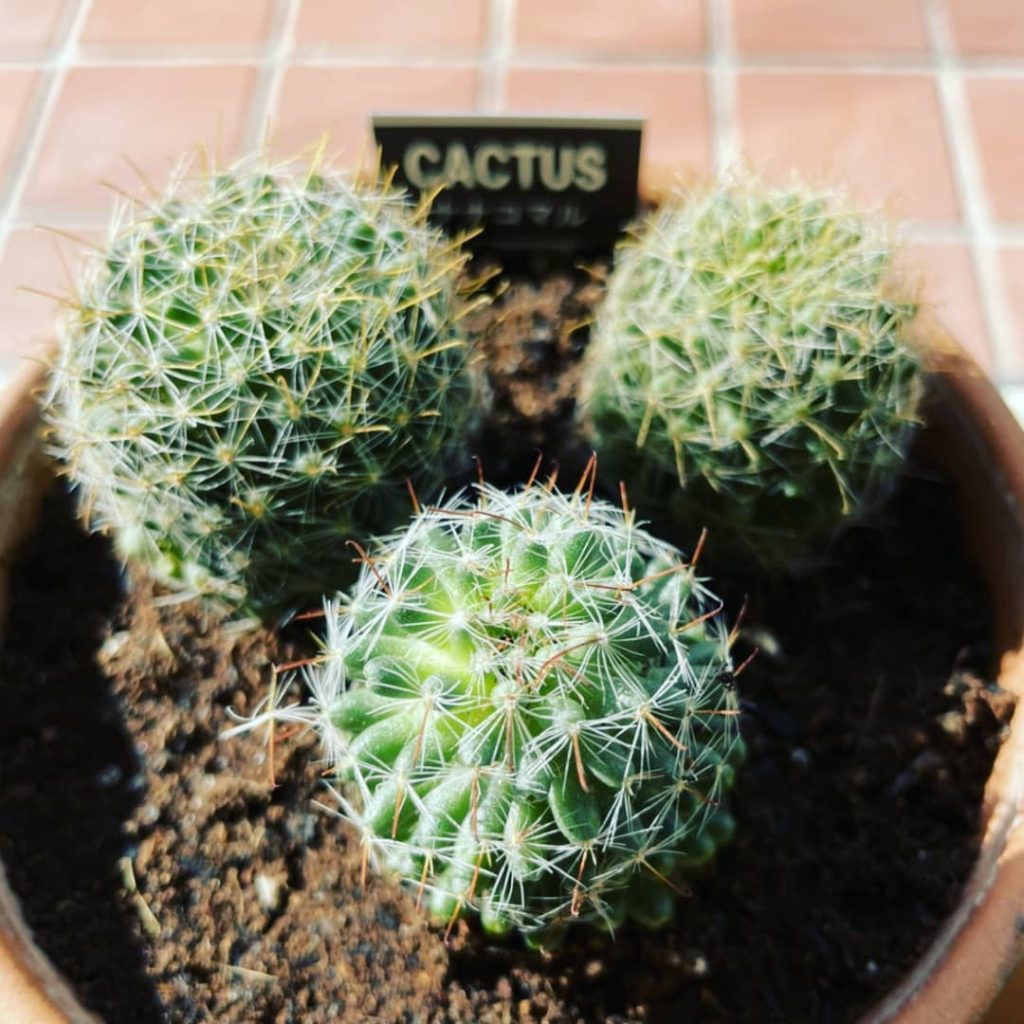 ＊new family！なんでも、ナナコマル、という品種らしいです。