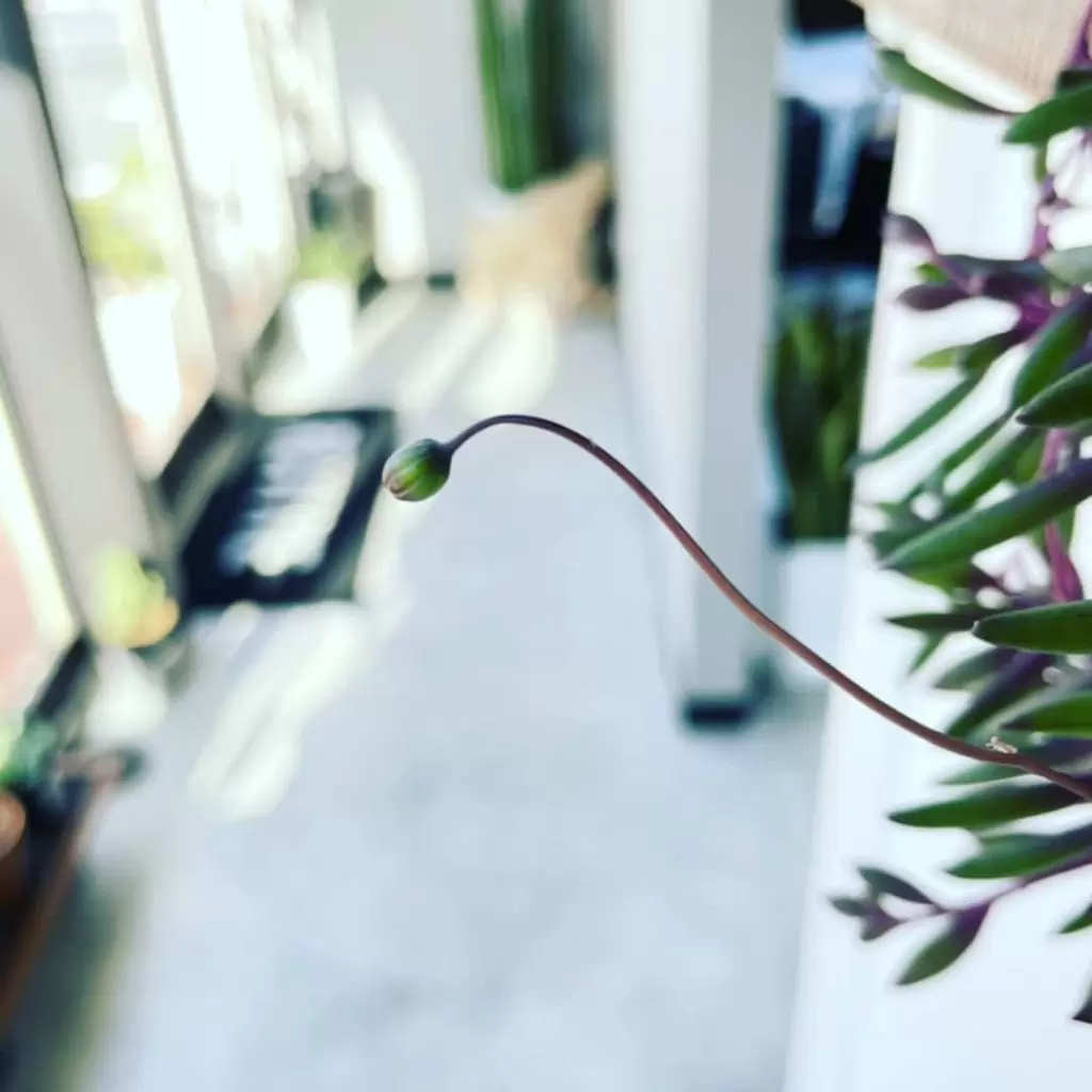 *みよーーーんみなさまお気付きかと思いますが、お客様スナップが全然追いついておりません。