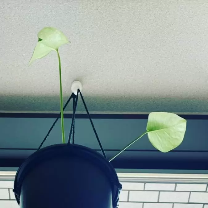 *いただきもののモンステラから少し拝借してハンギングに。