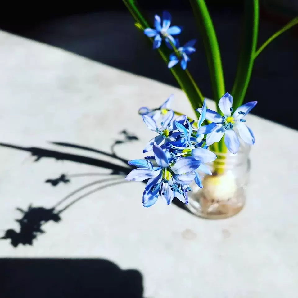 *たまちゃんのお母さんからいただいた球根のお花とっても綺麗に咲いてくれましたサボテンもですが、水耕栽培って根まで楽しめて好きです。